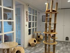 -楼上猫咖(罗湖店)