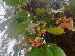 -南汇桃花村