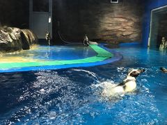 -秦皇岛新澳海底世界