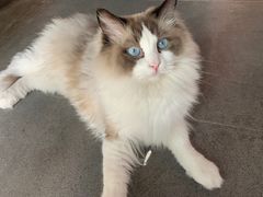 -喵屿·大理花园猫咖