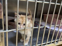 -瑞派天宁宠物医院·猫科·异宠中心