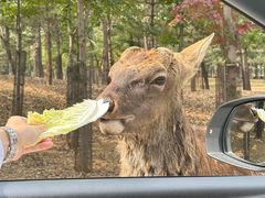 -秦皇岛野生动物园