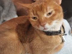 -MOCHA明星猫咖(田子坊店)