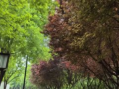 -唐城墙遗址公园