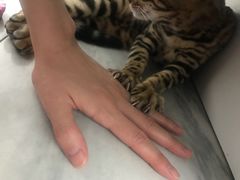 -猫大福·Fortune Cat猫舍(百子湾店)