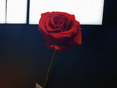 -国芳中心