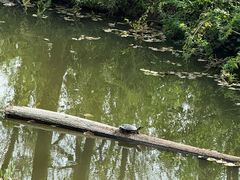 -合肥滨湖国家森林公园