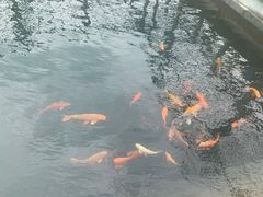-千岛湖东南湖区