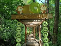 -大岭沟猕猴桃谷风景区