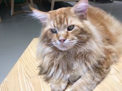 -藏猫猫咖啡主题馆(中央大道店)