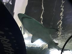 -悉尼海洋生物水族馆