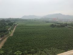 -北京张裕爱斐堡酒庄