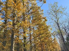 -白水寺森林公园