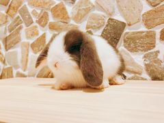 -龙猫仔乐园(惠福东路店)