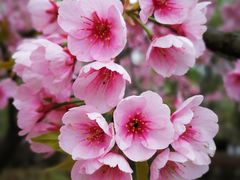 -白塘生态植物园