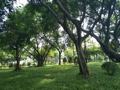 景点-王借岗森林公园