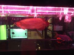 iphone_upload_pic-中环花鸟鱼虫市场