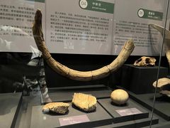 -呼和浩特博物馆