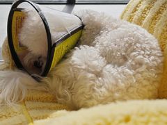 -瑞鹏宠物医院犬猫全科(真大分院)