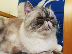 -猫色咖啡·猫咖
