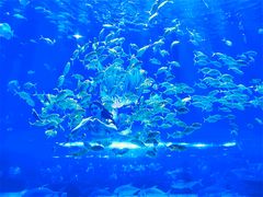 -华夏文旅海洋公园