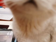 -猫尾侦探俱乐部·剧本杀·狼人杀