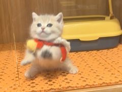 -欣宠猫屋·矮脚拿破仑·蓝金金渐层