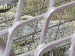 -上海野生动物园