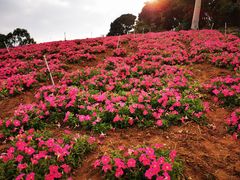 -松山湖梦幻百花洲