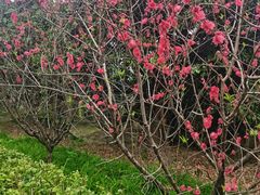 -桤木河湿地公园