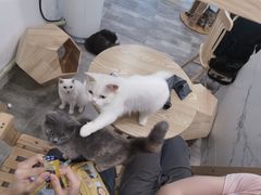 -楼上猫咖(罗湖店)