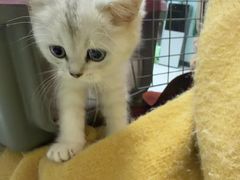 -嘉馨宠物医院·CT影像转诊·心脏科·犬猫全科诊疗中心(下沙大学城院区)