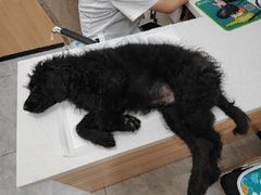 -瑞派雷欧宠物医院·24h夜诊·心脏骨科牙科·全科重症转诊中心(无影山店)