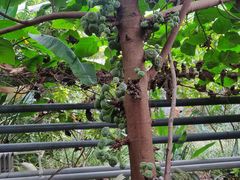 -呀路古热带植物园