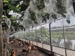 -马陆小张葡萄园农家乐