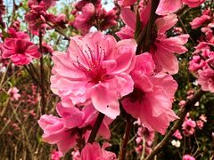 -南汇桃花村