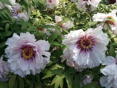 -莲花池公园