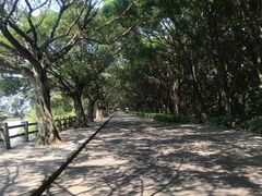 -大湾区中央湿地公园