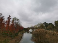 -上海长兴岛郊野公园