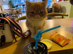 -平行世界·猫咖(首经贸店)