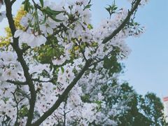 -新虹桥中心花园