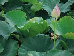 -梁鸿国家湿地公园