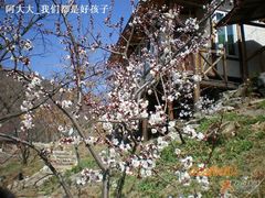 梨花-北京水岸山吧度假村(雁栖镇店)