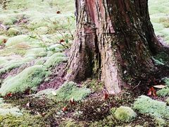 -西芳寺(苔寺)