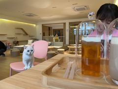 -猫腻·猫咖·撸猫馆(星光大道店)