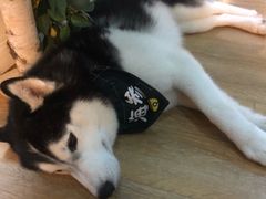 -Husky Go! 哈士奇体验馆·宠物咖啡厅狗咖