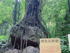 -莫里热带雨林景区