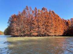 -上海海湾国家森林公园