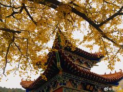 -遵化市禅林寺古银杏风景园