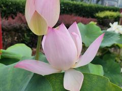 -莲花池公园